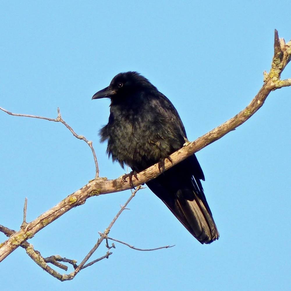 Fish Crow by Dendroica cerulea is licensed under CC BY-NC-SA 2.0